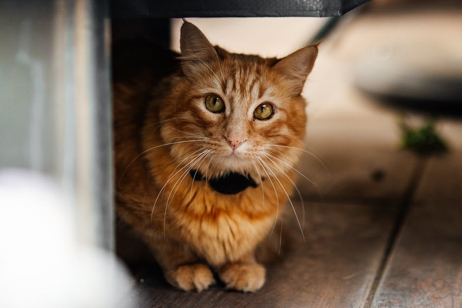Close-up of a ginger cat peeking out from under a wooden surface, creating a warm and cozy scene.