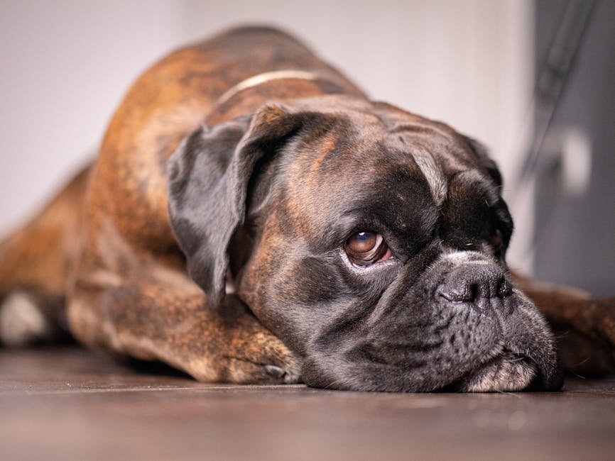 A detailed close-up of a Boxer dog resting on the floor indoors, expressing a tender and relaxed mood.