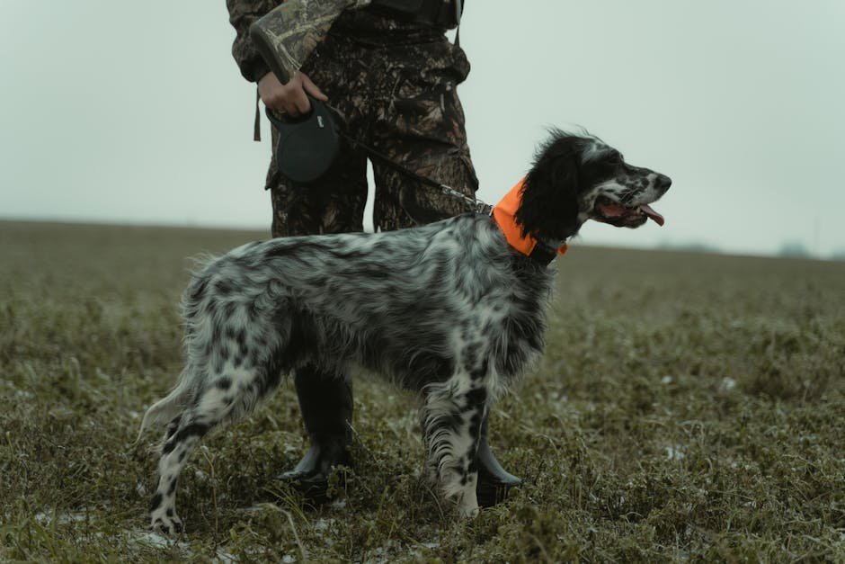 A hunter in camouflage stands in a winter field with an English Setter dog on a leash.